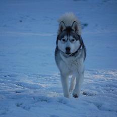 Siberian husky Oki (Okami = ulv på japansk)