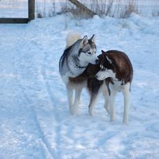 Siberian husky Oki (Okami = ulv på japansk)