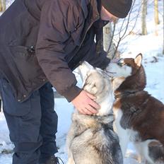 Siberian husky Oki (Okami = ulv på japansk)