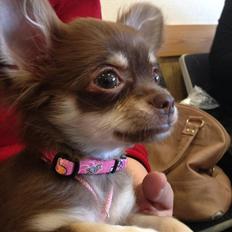 Chihuahua Mocca