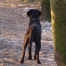 Labrador retriever Angelinagaarden's Emily (Amy)