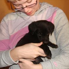 Blanding af racer Jazz