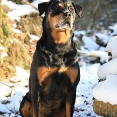 Rottweiler Tazja, fattiggårdens Foxy