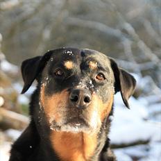 Rottweiler Tazja, fattiggårdens Foxy