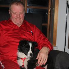 Border collie Toffie