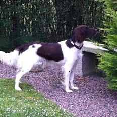 Kleiner münsterländer Celia