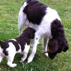 Kleiner münsterländer Celia