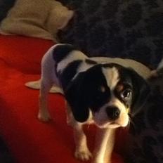 Blanding af racer Bailey (: