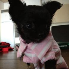 Chihuahua Sille<3<3<3