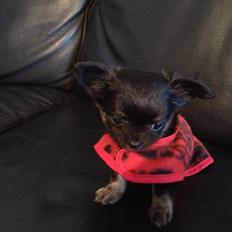 Chihuahua Sille<3<3<3