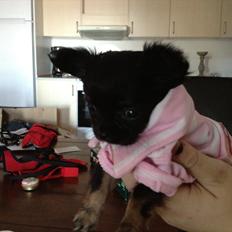 Chihuahua Sille<3<3<3