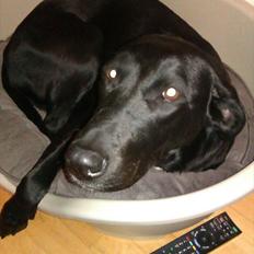 Blanding af racer ladi