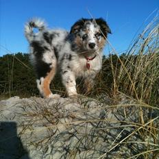 Australian shepherd Godrumgaards Healey