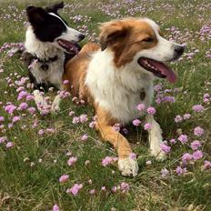 Border collie og Berner sennen, Lotus (Himmelhund)