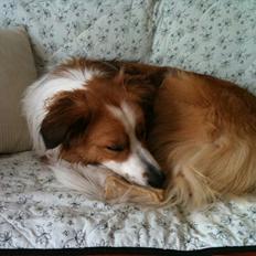 Border collie og Berner sennen, Lotus (Himmelhund)