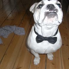 Engelsk bulldog Zindy