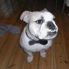 Engelsk bulldog Zindy