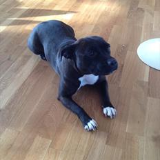 Staffordshire bull terrier Chili