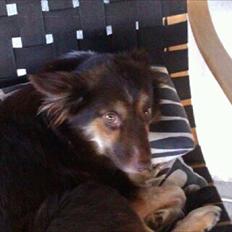 Islandsk fårehund Mille