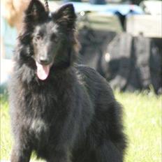 Groenendael Casfan Maika