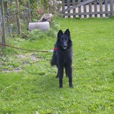 Groenendael Casfan Maika