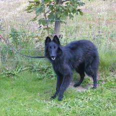 Groenendael Casfan Maika