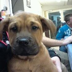 Blanding af racer Teesha