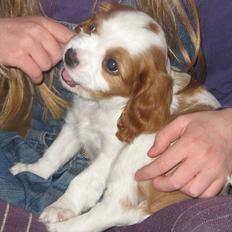 Cavalier king charles spaniel Amazing Macy
