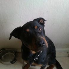 Rottweiler ozzy