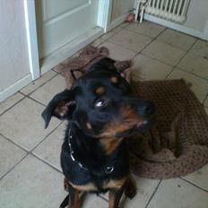 Rottweiler ozzy