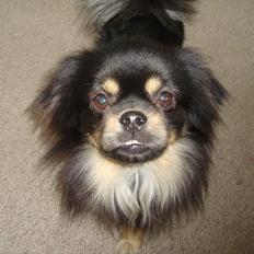 Tibetansk spaniel tøselunden eminent kaiser