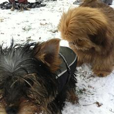 Yorkshire terrier Pepsi