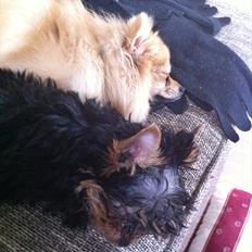 Yorkshire terrier Pepsi