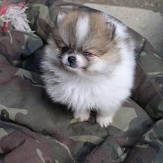 Pomeranian poms parti