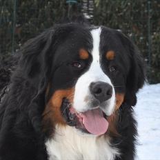 Berner sennenhund Sacko