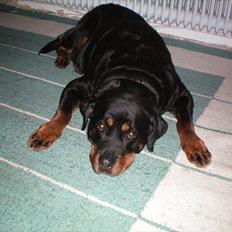 Rottweiler Tessa