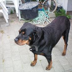 Rottweiler Tessa