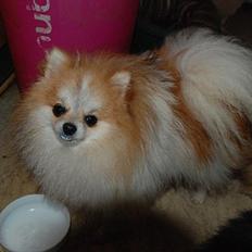 Pomeranian poms parti