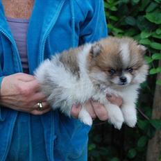 Pomeranian poms parti