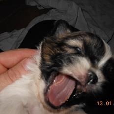 Shih tzu Gizmo ( blue shih tze )