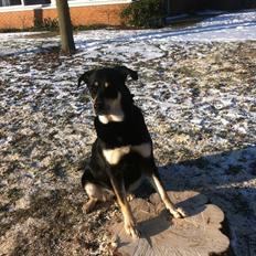 Blanding af racer Ronja