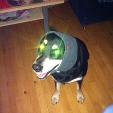 Blanding af racer Ronja