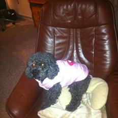 Pudelpointer Puddel hund Freja 