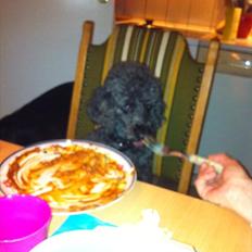 Pudelpointer Puddel hund Freja 