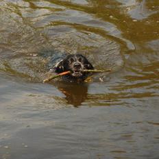 Blanding af racer Kouda