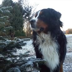 Berner sennenhund Gæbe's Hannibal (Kaldenavn: Basse)