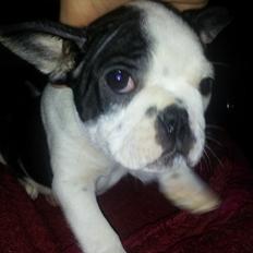 Boston terrier Buddha