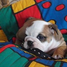 Engelsk bulldog Rosa