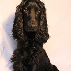 Cocker spaniel Louis