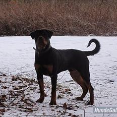 Rottweiler Rottweiler Vom Hause Wenorra Kesseler